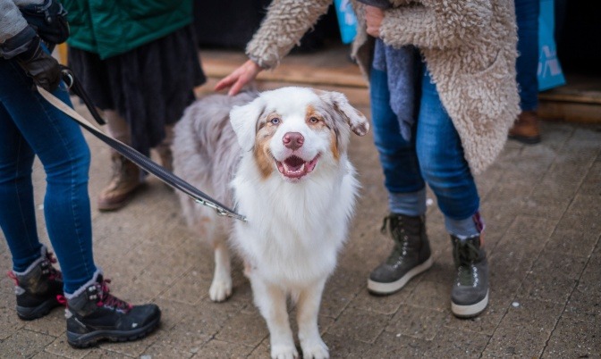 Ein Hund steht im Winter inmitten einer kleinen Gruppe von Menschen und wird gestreichelt.