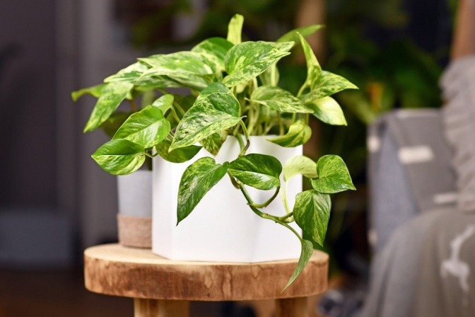 Pflanze Pothos (giftig für Katzen)