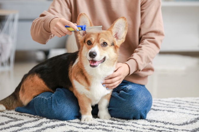 Hund bei der Fellpflege