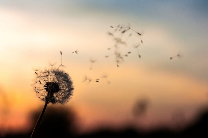 Die verblühten Blätter einer Pusteblume fliegen davon