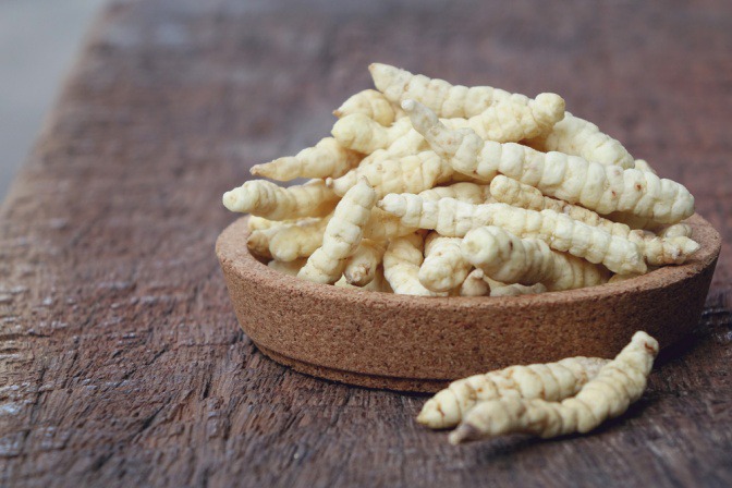 Der Raupenpilz (Cordyceps) ist in kultivierter Form zu sehen