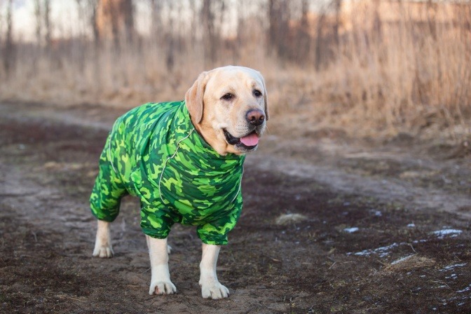 Hund trägt einen Regenmantel