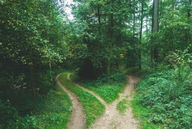 Eine Lichtung in einem Wald, von der sich zwei Wege gabeln.