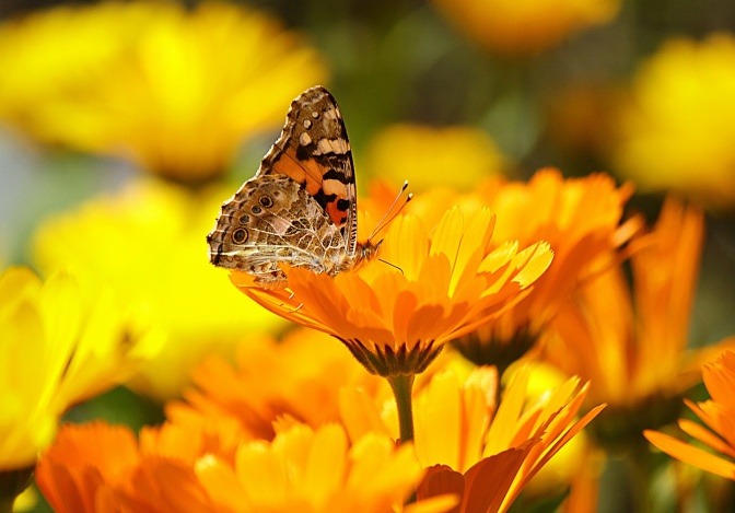 Schmetterling auf einer Ringelblume