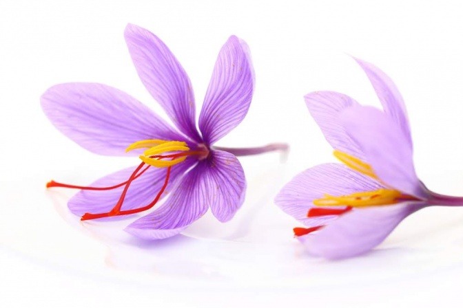 Blüten von Safran sind zu sehen
