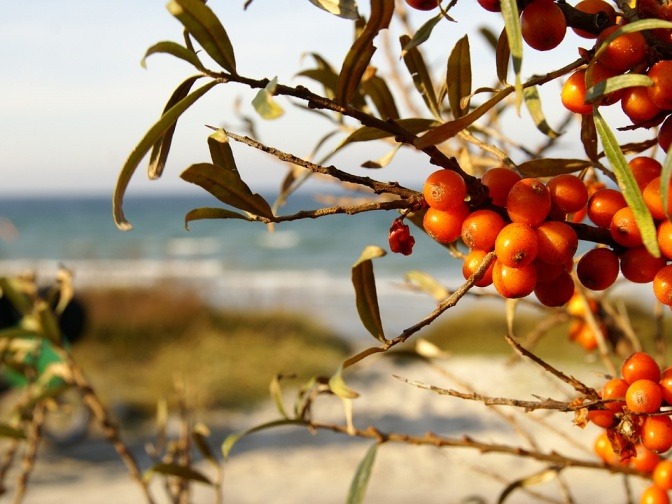 Ein Sanddornstrauch trägt orange Beeren
