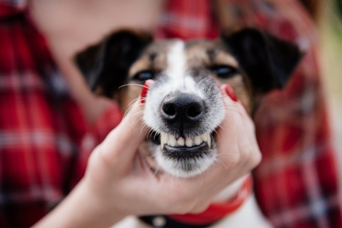 Hund zeigt gesunde Zähne.
