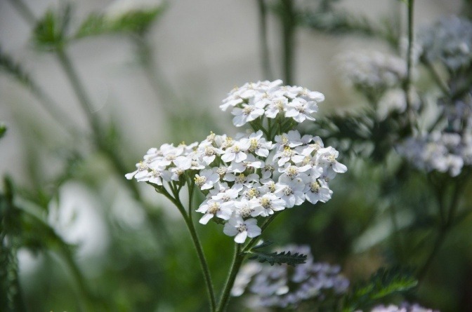 Schafgarbe wächst auf einer Wiese