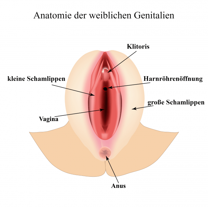 Kleinen schamlippe pickel an der Knötchen an