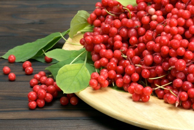 Frische Schisandra Beeren