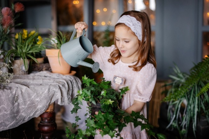 Kleines Mädchen gießt englischen Efeu, den sie drinnen angepflanzt hat.
