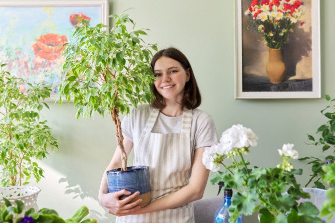 Junge Frau hält einen Blumentopf mit einer großen Birkenfeige in der Hand.