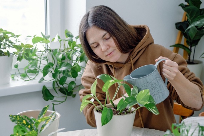 Frau gießt einen goldenen Pothos. 