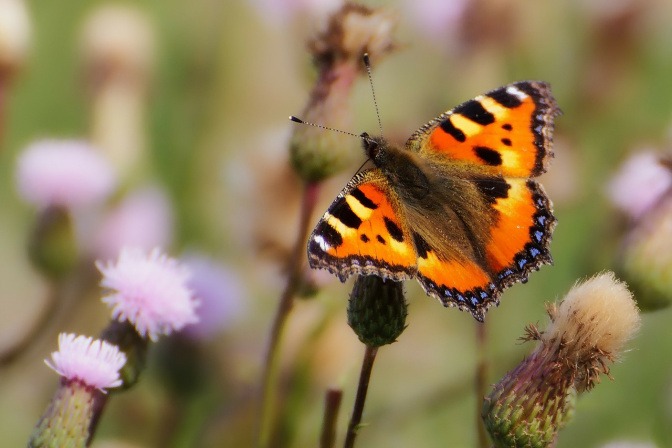 Ein Schmetterling fliegt 