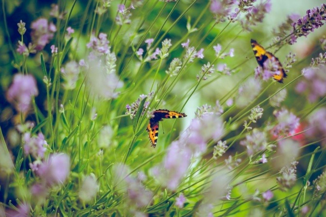 Im hohen blühenden Gras sind Schmetterlinge
