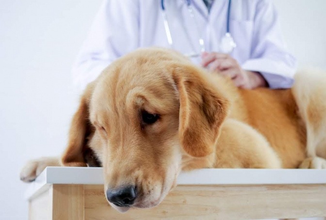 Ein mittelgroßer Hund mit hellem Fell sitzt auf einem Behandlungstisch beim Tierarzt, während dieser ihn untersucht.
