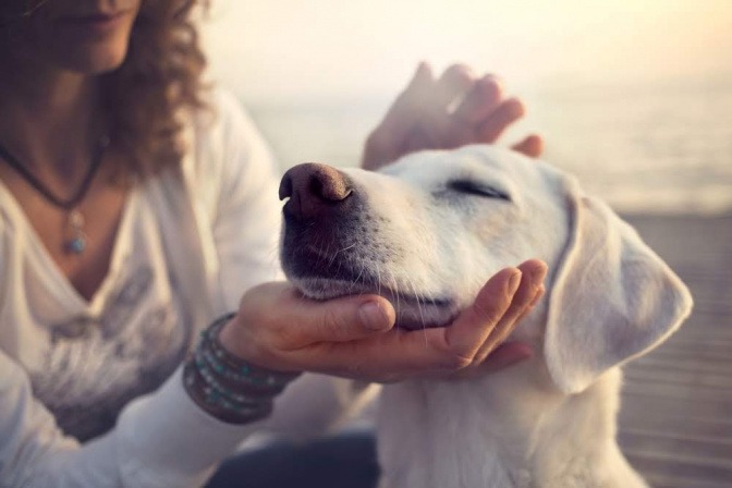 Beim Sonnenuntergang erhält ein heller Labrador Streicheleinheiten von seiner Besitzerin.