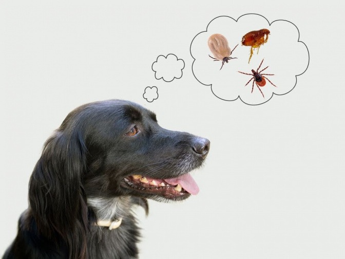 Ein mittelgroßer Hund mit dunklem Fell sitzt auf dem Boden. Über seinem Kopf ist eine Gedankenblase, in der einige Bilder von Zecken sind. Vielleicht denkt er darüber nach, wie Schwarzkümmelöl Hunden gegen Zecken helfen kann.