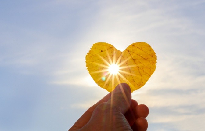 Sonne scheint durch ein Herbstblatt