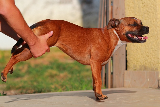 Ein Hundebesitzer dehnt seinem Hund die Hinterbeine.