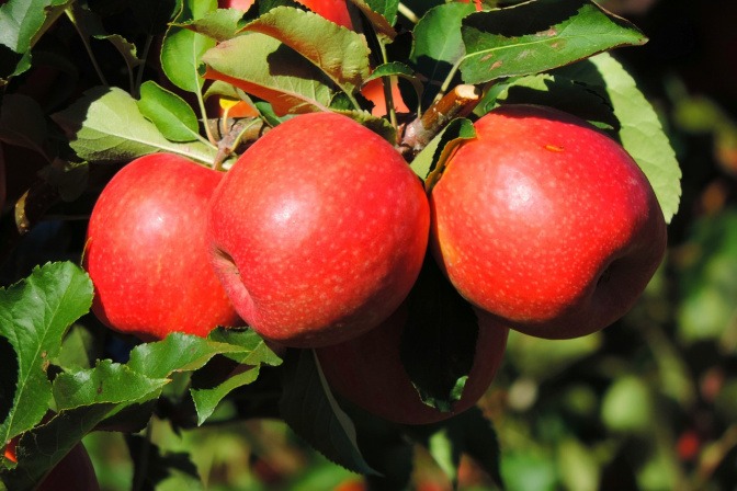 Südtiroler Äpfel am Baum