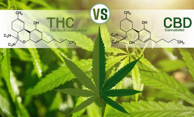 Eine Gegenüberstellung der chemischen Zusammensetzung der beiden Cannabinoide THC und CBD.