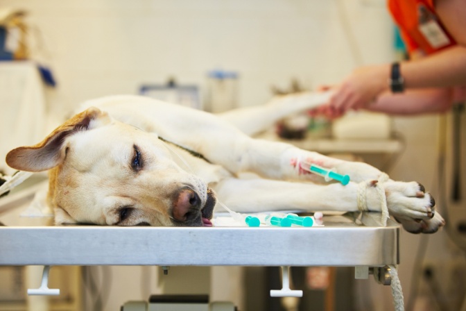 Ein Labrador liegt auf dem Behandlungstisch eines Tierarztes