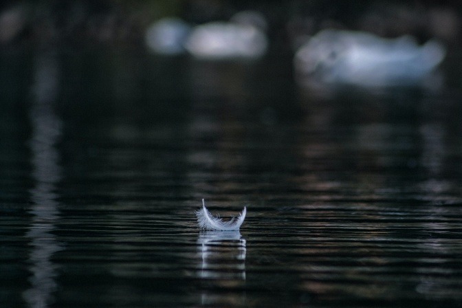 Eine weiße Feder schwimmt auf einem Teich im Wald.