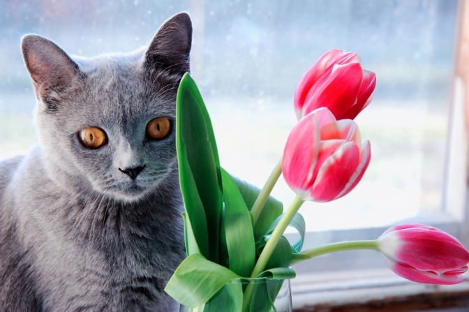 Katze betrachtet neugierig eine Tulpe.