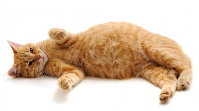 Eine Katze mit Übergewicht liegt auf der Seite