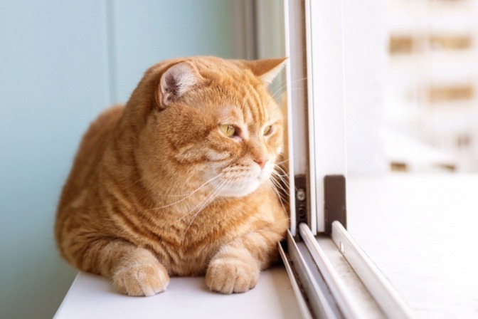 Eine übergewichtige Katze liegt auf der Fensterbank