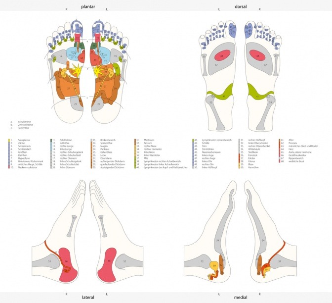 Die Grafik zeigt eine Übersicht über die Fußreflexzonen