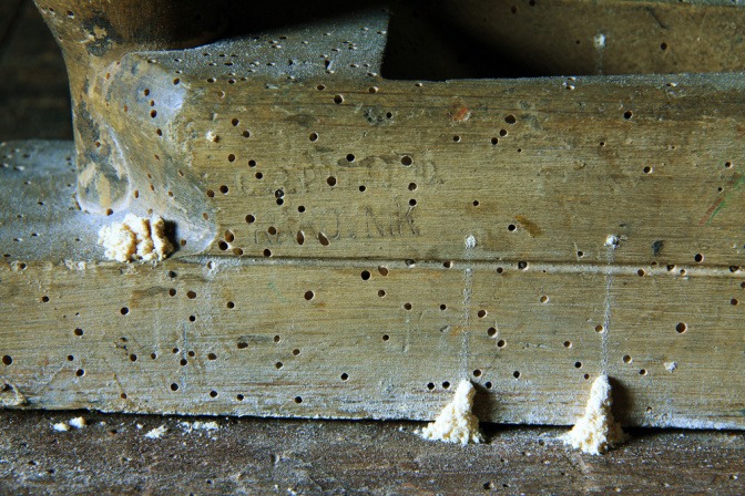 Holz durchbohrt von Holzwürmern