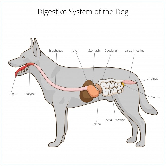 Das Verdauungssystem des Hundes ist als Zeichnung abgebildet