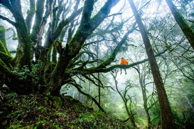 Ein Mann mit starkem Immunsystem sitzt auf einem Baum in einem Wald