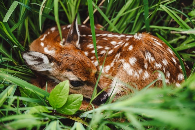 Ein kleines Rehkitz liegt schüchtern und zusammengerollt auf einer Wiese.