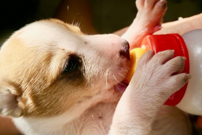 Ein kleiner Welpe trinkt Milch aus einer Flasche