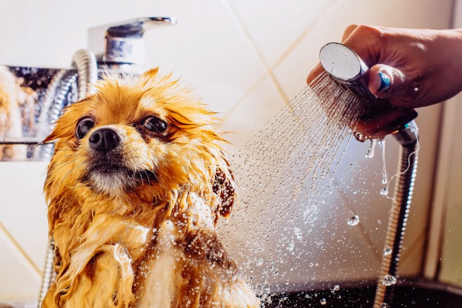 Sichtlich unerfreuter kleiner Hund erhält ein Bad von seinem Frauchen.