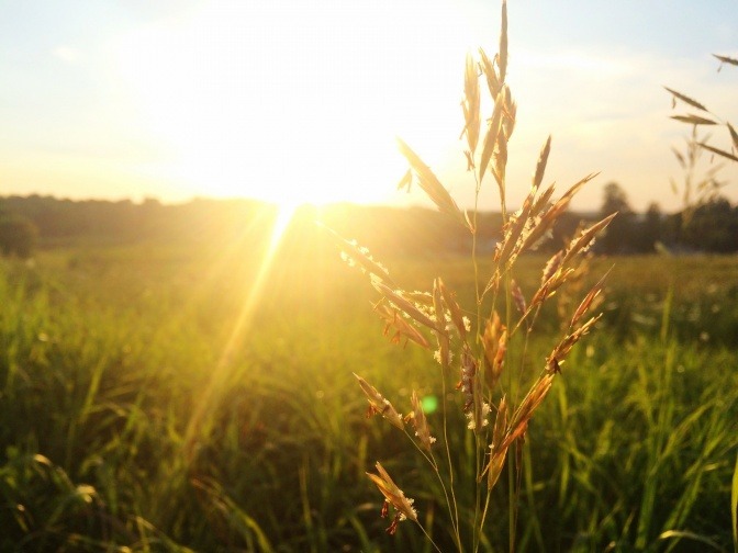 Auf eine Wiese in der Pollenzeit scheint die Sonne