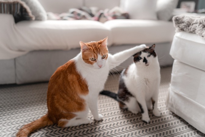 Eine braun-weiß-gestreifte Katze streicht einer anderen Katze mit der Pfote über den Kopf.