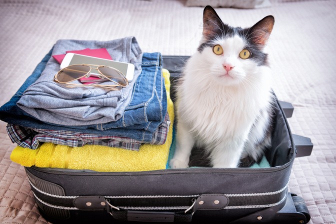 Katze sitzt in einem mit Reiseutensilien und Kleidung gepackten Urlaubskoffer.