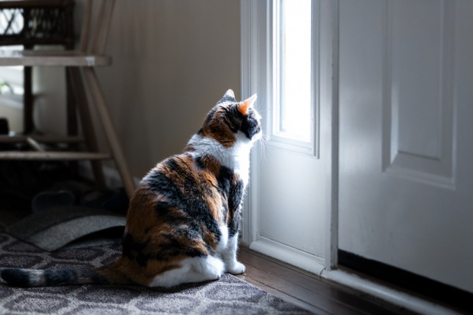 Einsame Katze sitzt im Halbdunkeln vor einem Fenster mit herabgelassenen Jalousien.