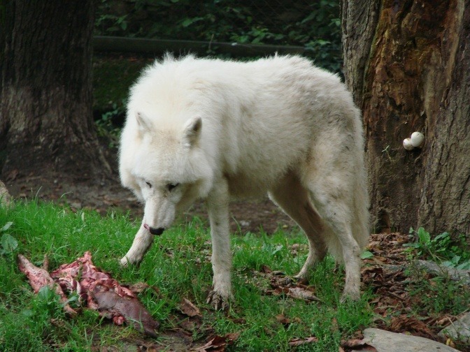 Ein Wolf frisst ein Stück Fleisch