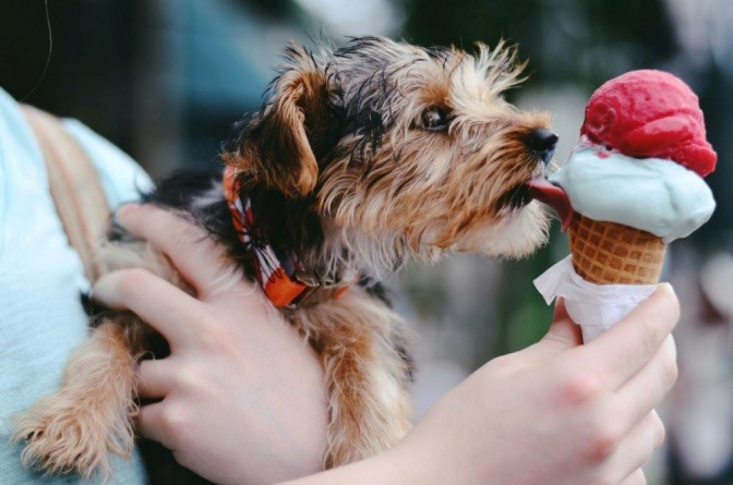 Ein Hund will an einem süßen Eis fressen