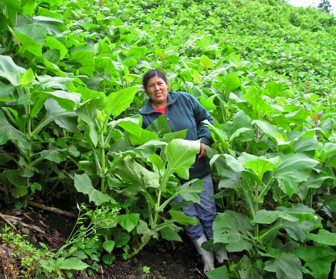 Eine Peruanerin steht zwischen Yaconpflanzen