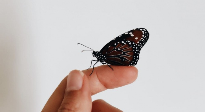 Ein Schmetterling sitzt auf einer Hand als Symbol für sensible Haut