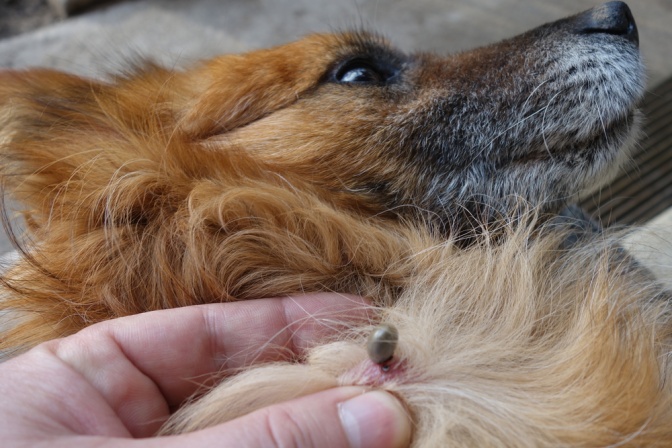 Eine Zecke hat sich im Fell eines Hundes festgesaugt