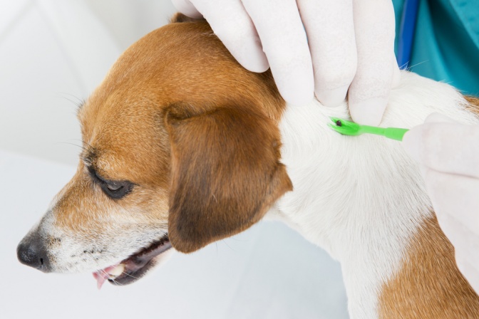 Ein Tierarzt entfernt beim Hund eine Zecke