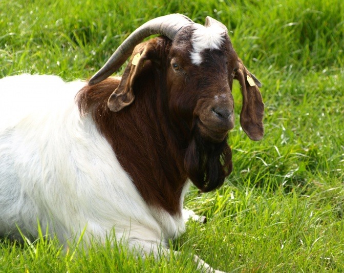 Eine Ziege sitzt im Gras