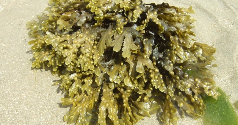 Alge Fucus
